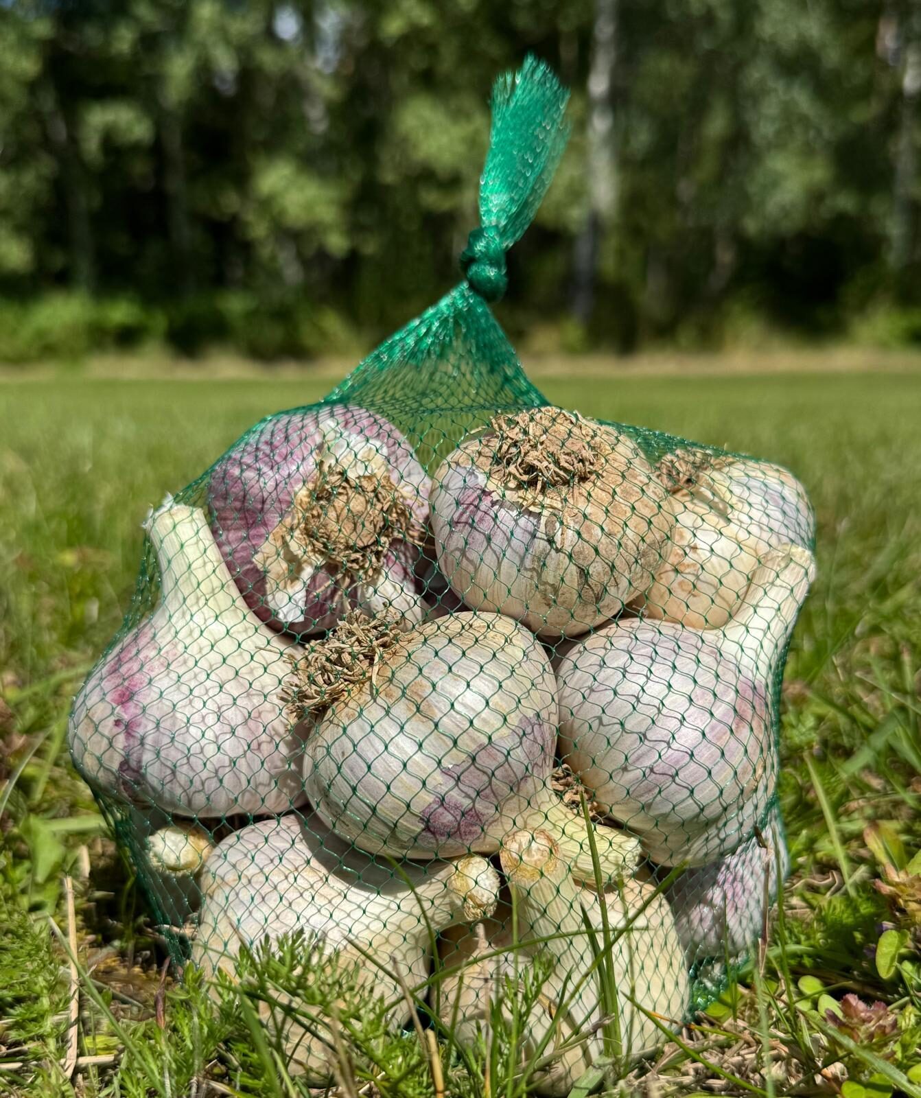 Vēl nedēļa līdz ķiploku sezonas noslēgumam