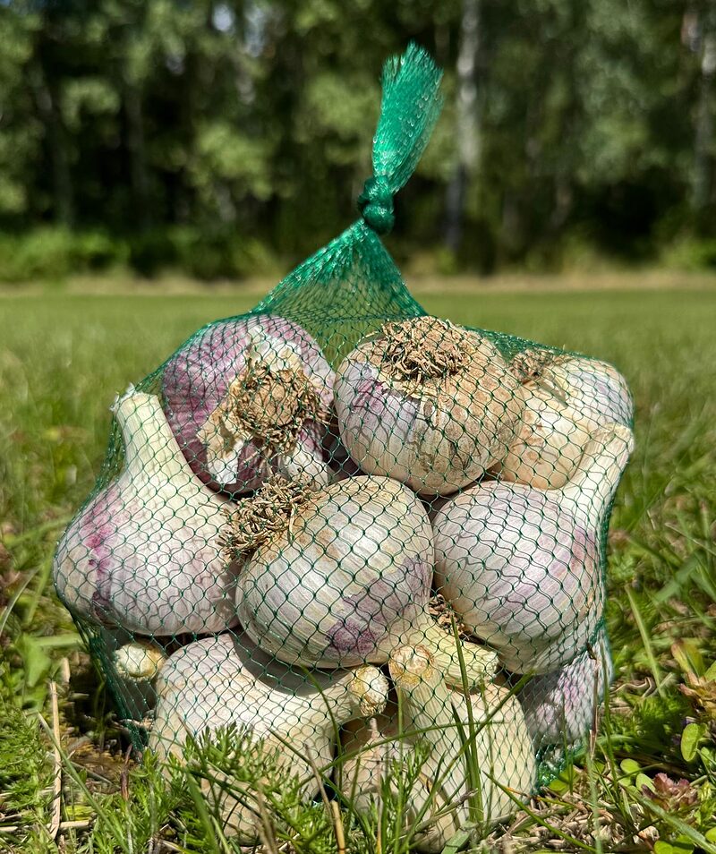Vēl nedēļa līdz ķiploku sezonas noslēgumam