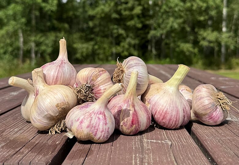 Winter garlic "LUBASHA" 1kg price from