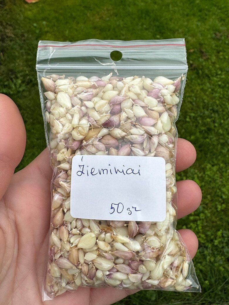 Gaisa sēkla Ziemas ķiploki Žiemiai