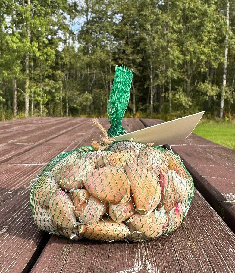 Ziemas ķiploki Žanub 0,25kg  daivoti