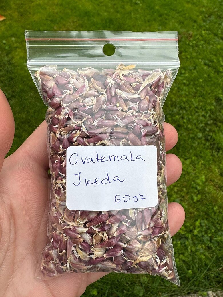 Gaisa sēkla Ziemas ķiploki Gvatemala Ikeda