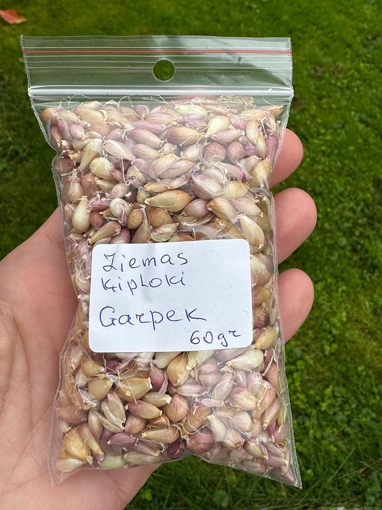 Gaisa sēkla Ziemas ķiploki Garpek