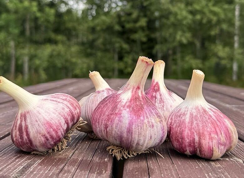 Winter garlic "KHARKIV VIOLET" 1kg