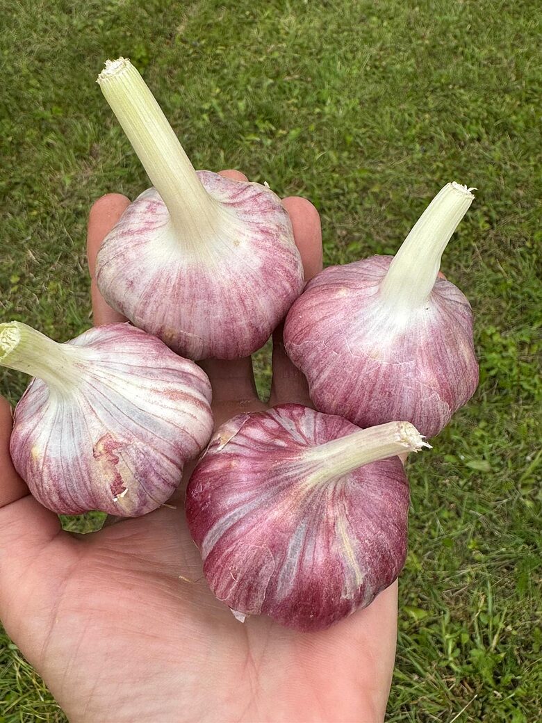 Winter garlic "KENTE" 1kg price from