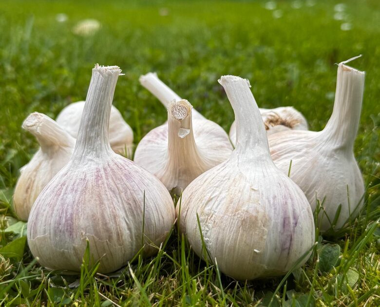 Winter garlic "MEREFIAN" 1kg