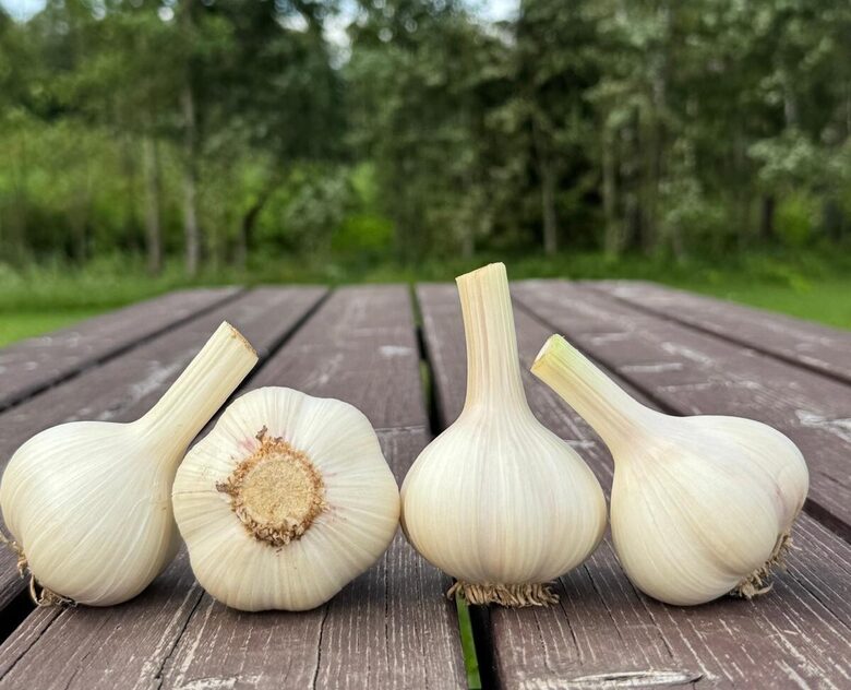 Winter garlic "PORCELAN" 1kg