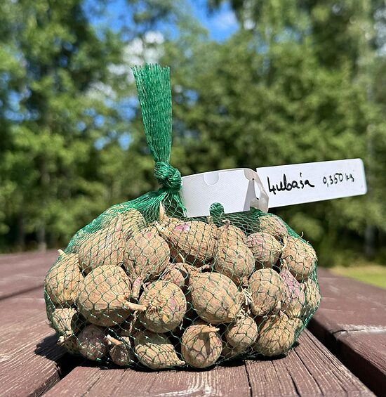 Ziemas ķiploki "Ļubaša" 1 ataudzējums ( nekalibrēti) 0,350 kg