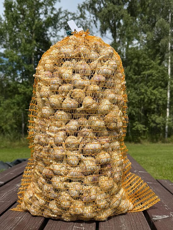 Ziemas ķiploki "ĻUBAŠA" 10kg 3-4,5cm