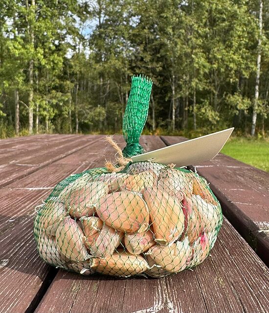 Ziemas ķiploki Žanub 0,25kg  daivoti