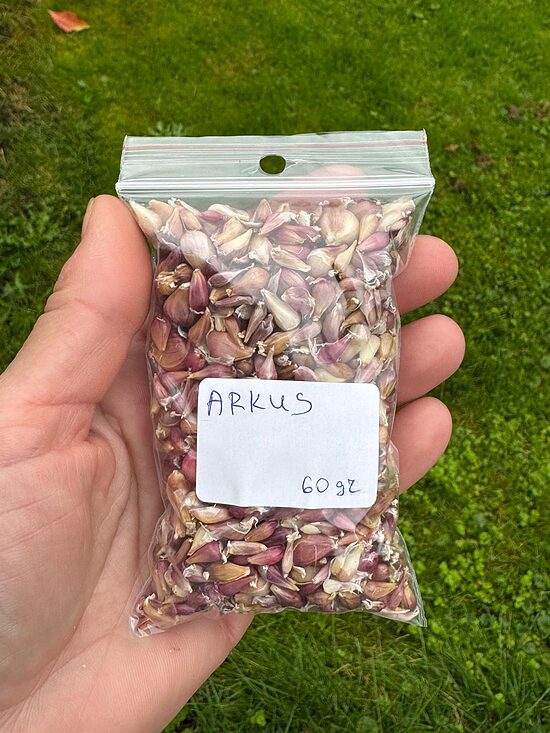 Gaisa sēkla Ziemas ķiploki ARKUS 