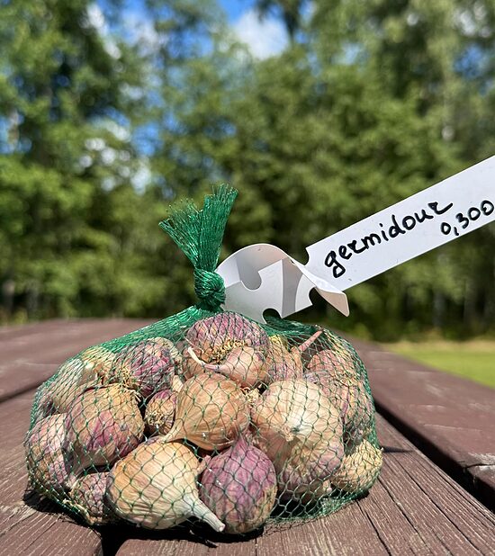Ziemas ķiploki "Germidour" 1 ataudzējums (nekalibrēti) 0,300kg