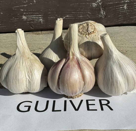 Ziemas ķiploki GULIVER