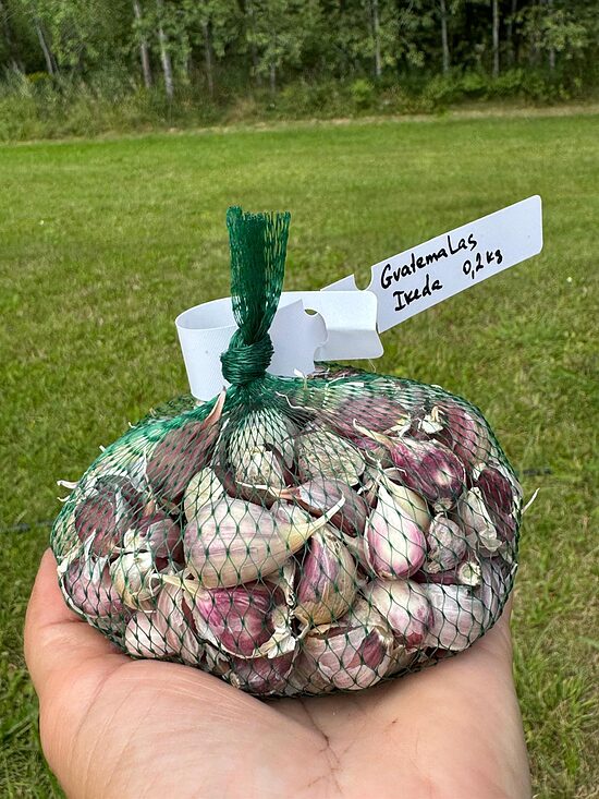 Ziemas ķiploki "Gvatemalas Ikeda" 0,2kg (daivoti, 2 ataudzējums)