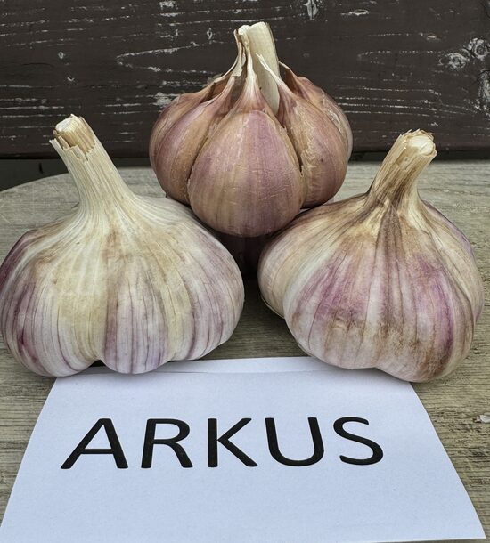 Ziemas ķiploki "ARKUS"