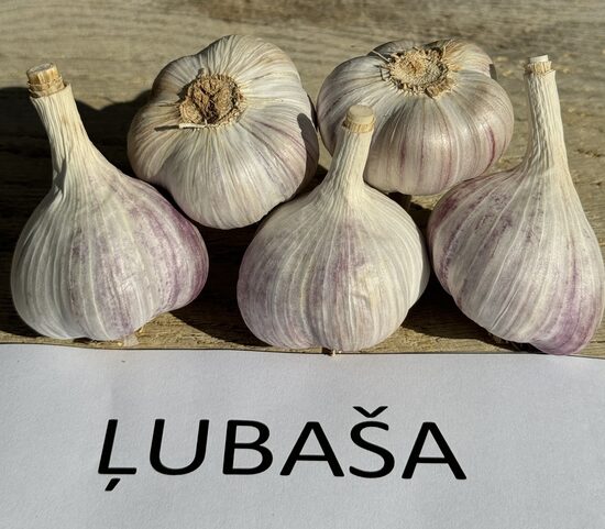 Ziemas ķiploki "ĻUBAŠA"