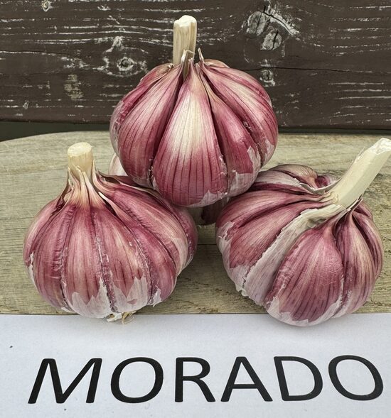 Ziemas/vasaras ķiploki "MORADO"