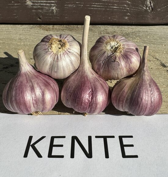 Ziemas ķiploki 'KENTE'