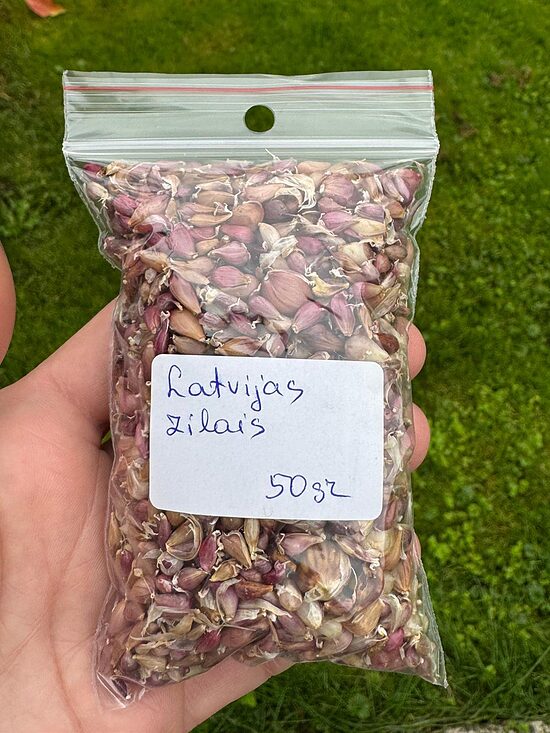 Gaisa sēkla Ziemas ķiploki Latvijas Zilais