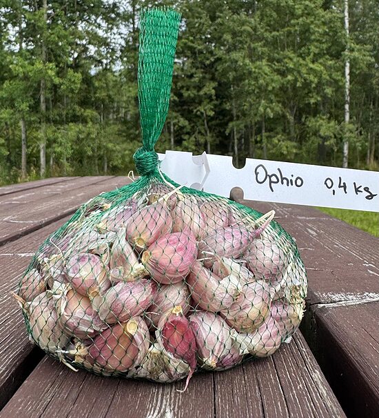 Ziemas ķiploki "Ophio" 0,4kg (daivoti)