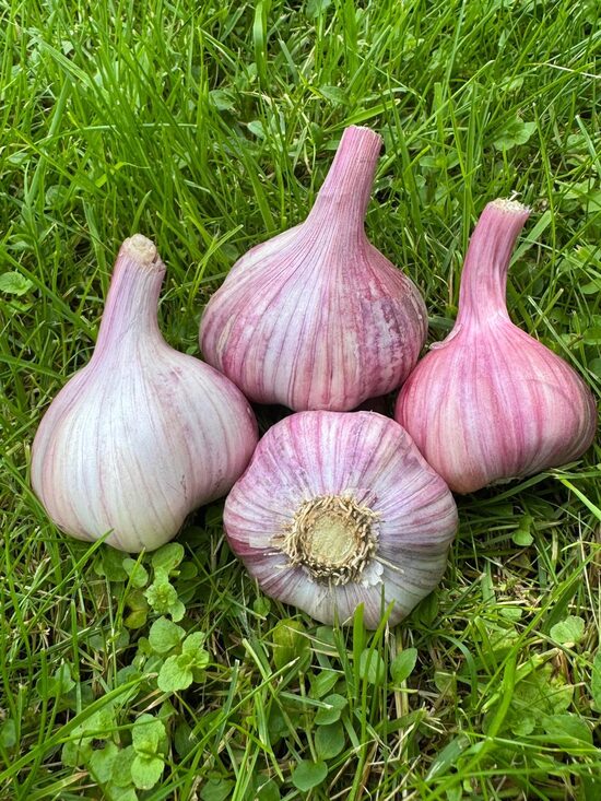 Ziemas ķiploki "ŽANUB"