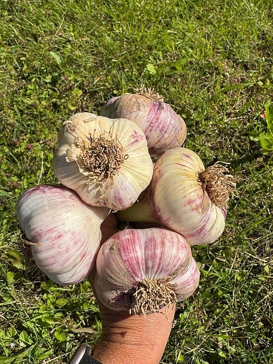 Winter garlic "DUSHESS" 1kg