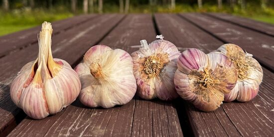 Ziemas ķiploki DJUŠES