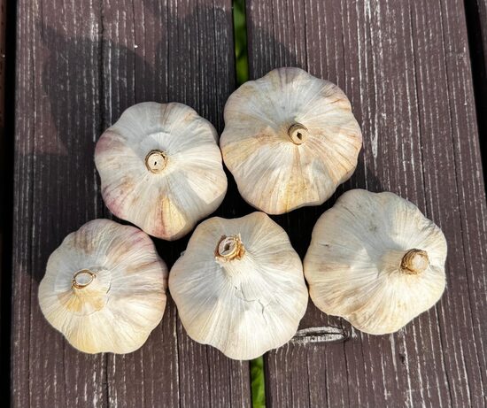 Ziemas ķiploki "ŽIEMIAI"