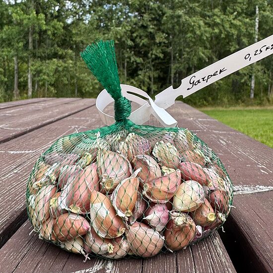 Ziemas ķiploki "Garpek" 0,25kg (Daivoti)