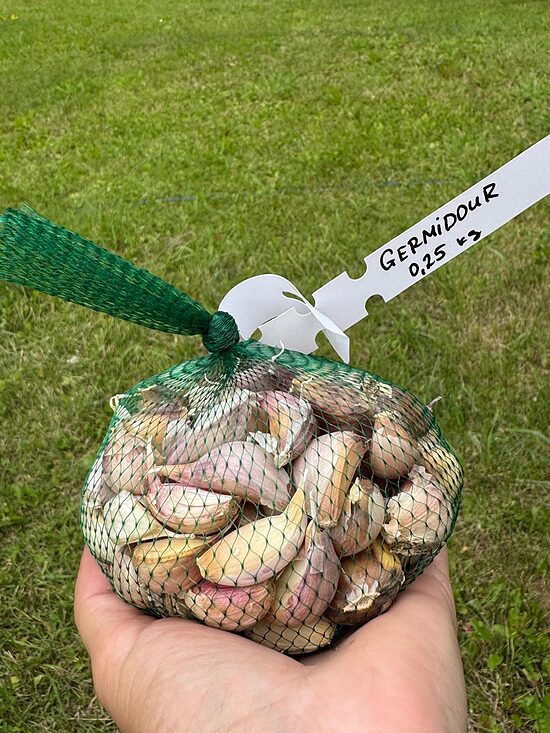 Ziemas ķiploki "Germidour" 0,25kg (daivoti)
