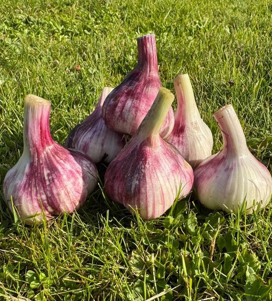 Ziemas ķiploki "GERMIDOUR"