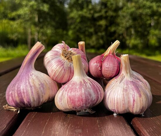 Ziemas ķiploki "HARKOVSKIJE FIOLETOVIJE"