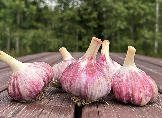 Winter garlic "KHARKIV VIOLET" 1kg