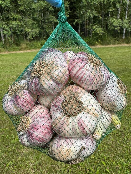 Garlic mix varieties 