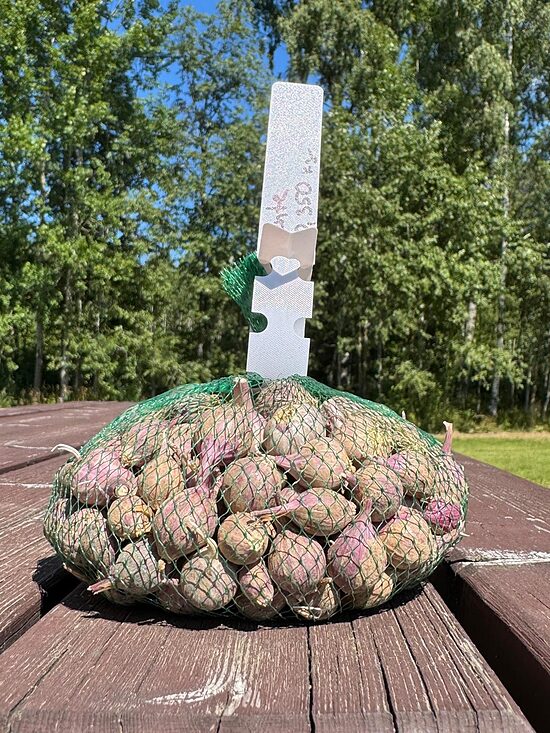 Ziemas ķiploki Kente 1 ataudzējums (nekalibrēti) 0,350kg