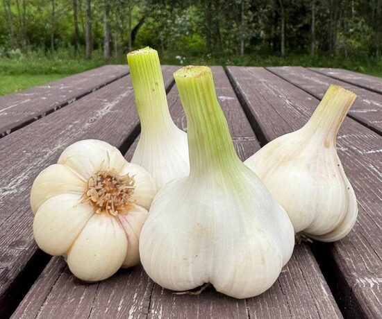 Ziemas ķiploki "MESSIDROME"