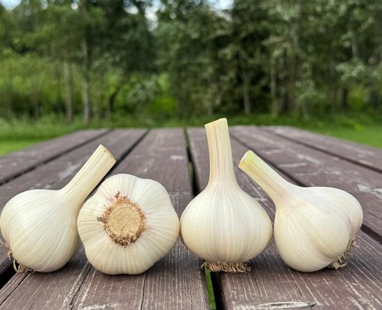 Ziemas ķiploki "PORCELAN"