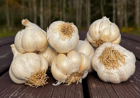 Ziemas ķiploki "PRECOSEM"