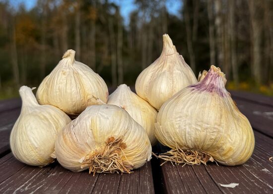 Ziemas ķiploki "RUSTISEM"