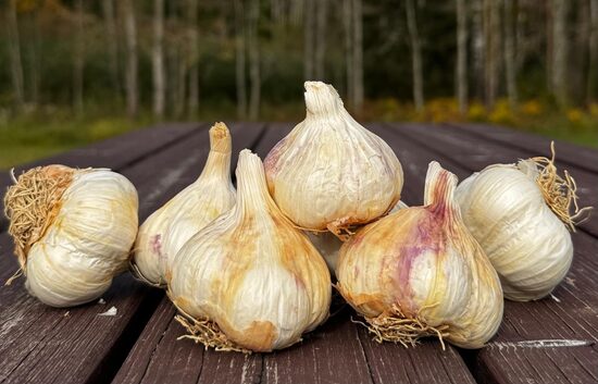 Ziemas ķiploki "SABAGOLD"