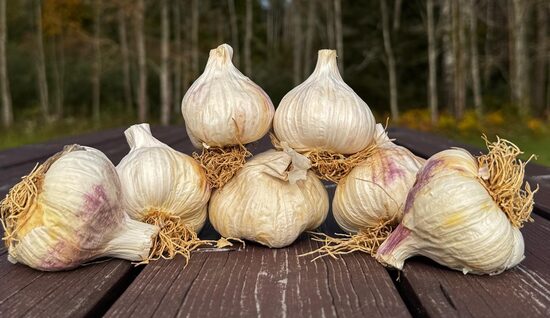 Ziemas ķiploki "THERADOR"