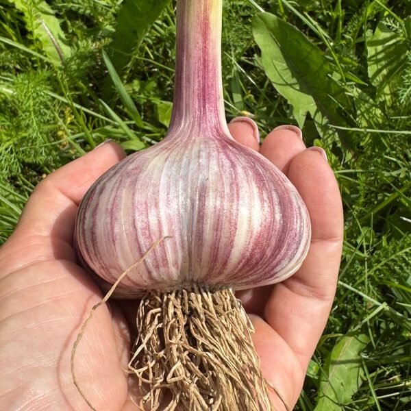 HARKOVSKIJE FIOLETOVIJE