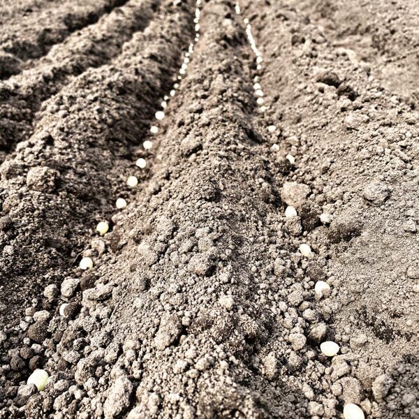 ZILOŅĶIPLOKU SĒKLU STĀDĪŠANA