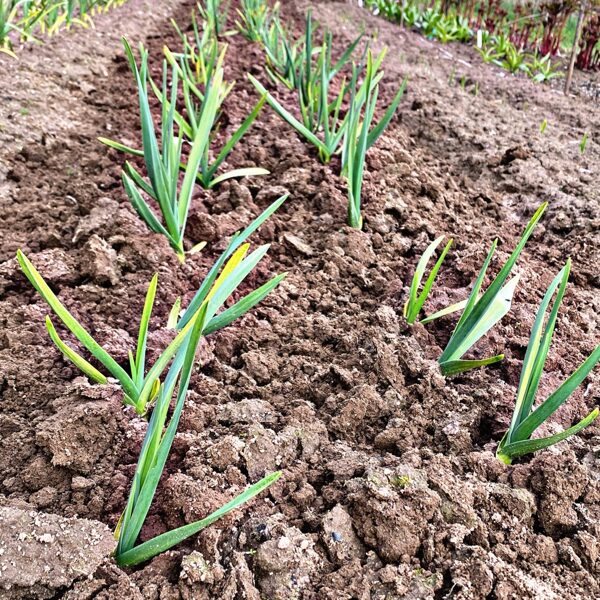 RUŠINĀŠANA AR KAPLI