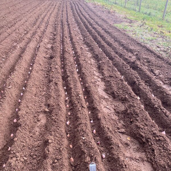 STĀDĪJĀM AR ROKĀM...