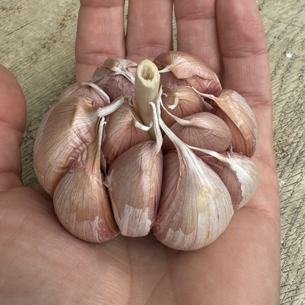 Ziemas ķiploku šķirne "Žanub" Uzbekistānas