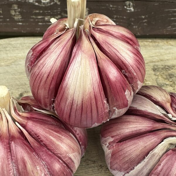 Ziemas ķiploku šķirne "MORADO"