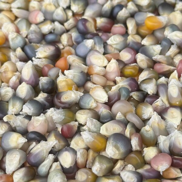 Krāsaina kukurūza "Glass Gem"