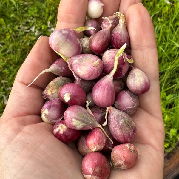 Germidour gaisa sēkla