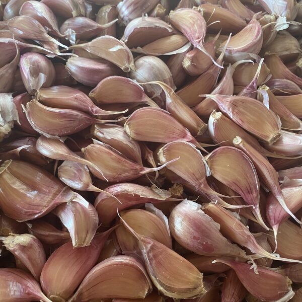 Ziemas ķiploki "KENTE"